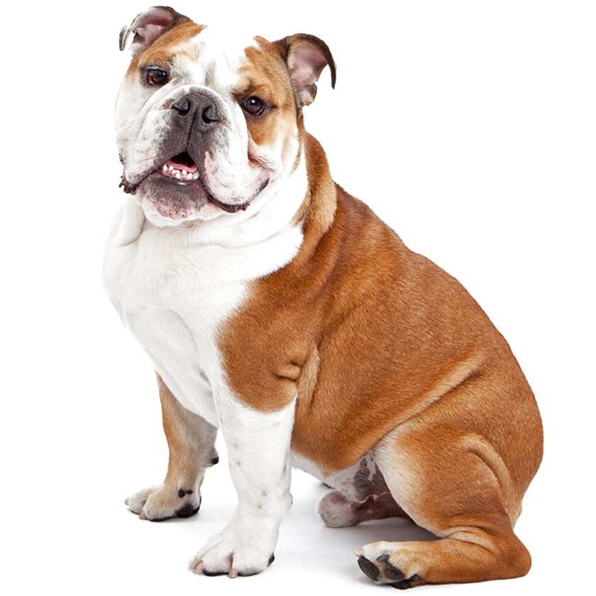 Australian Bulldog for sale in UK | 57 used Australian Bulldogs