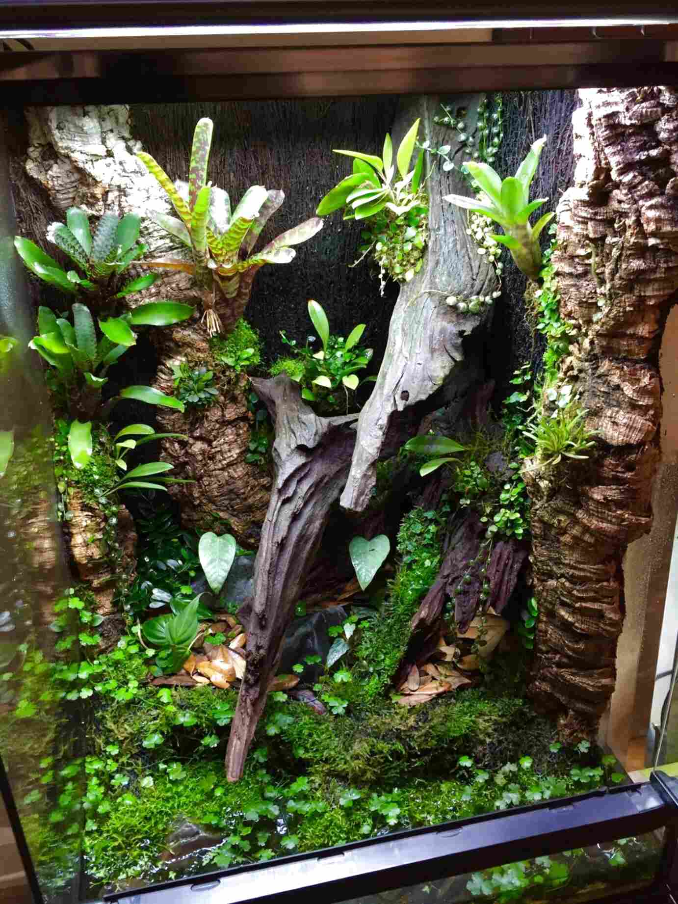 Gecko Vivarium for sale in UK | 79 used Gecko Vivariums