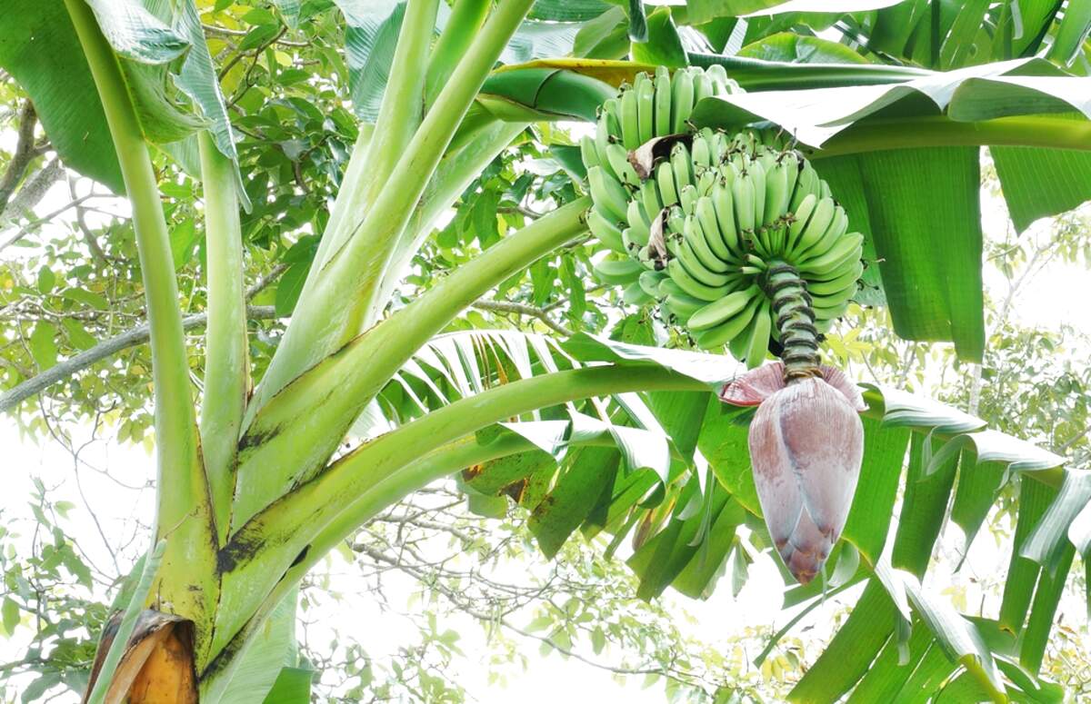 Banana Tree for sale in UK | 75 used Banana Trees