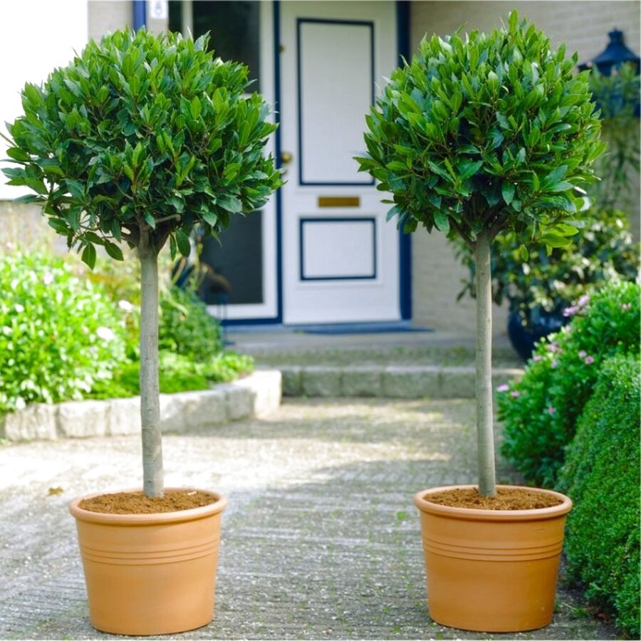 Standard Bay Tree For Sale In Uk 