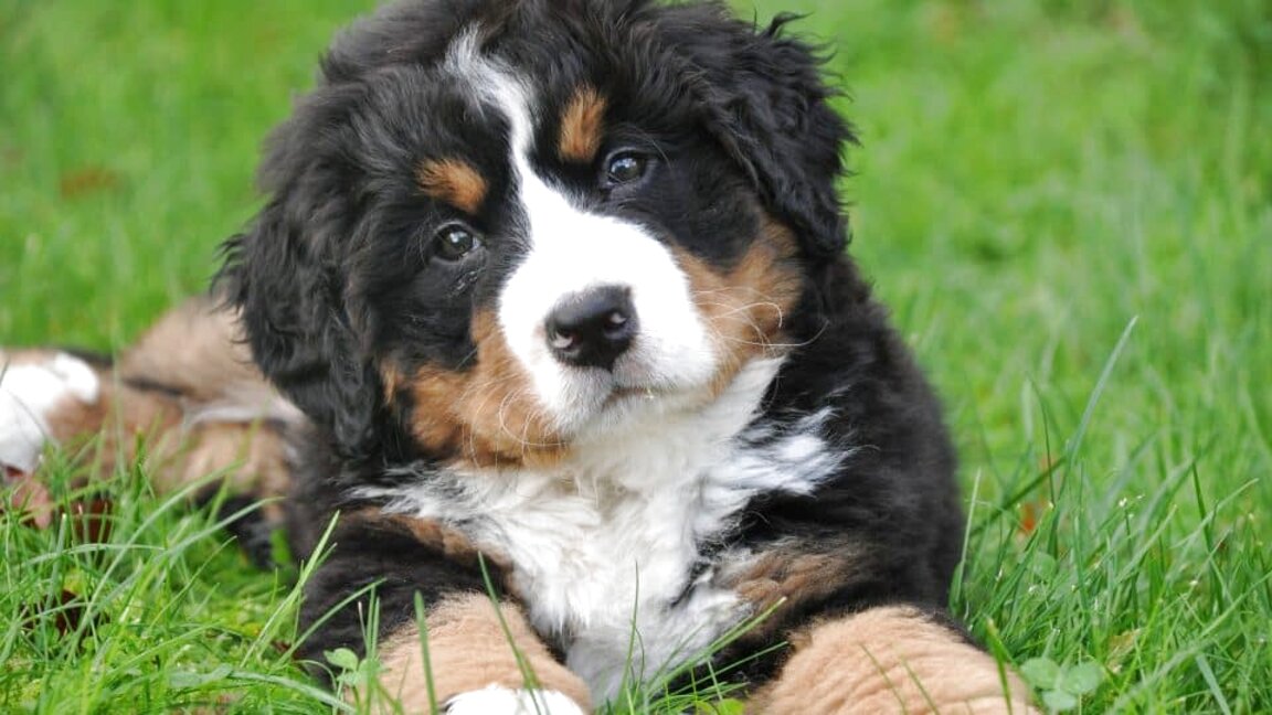 Bernese Mountain Dog for sale in UK | View 22 bargains