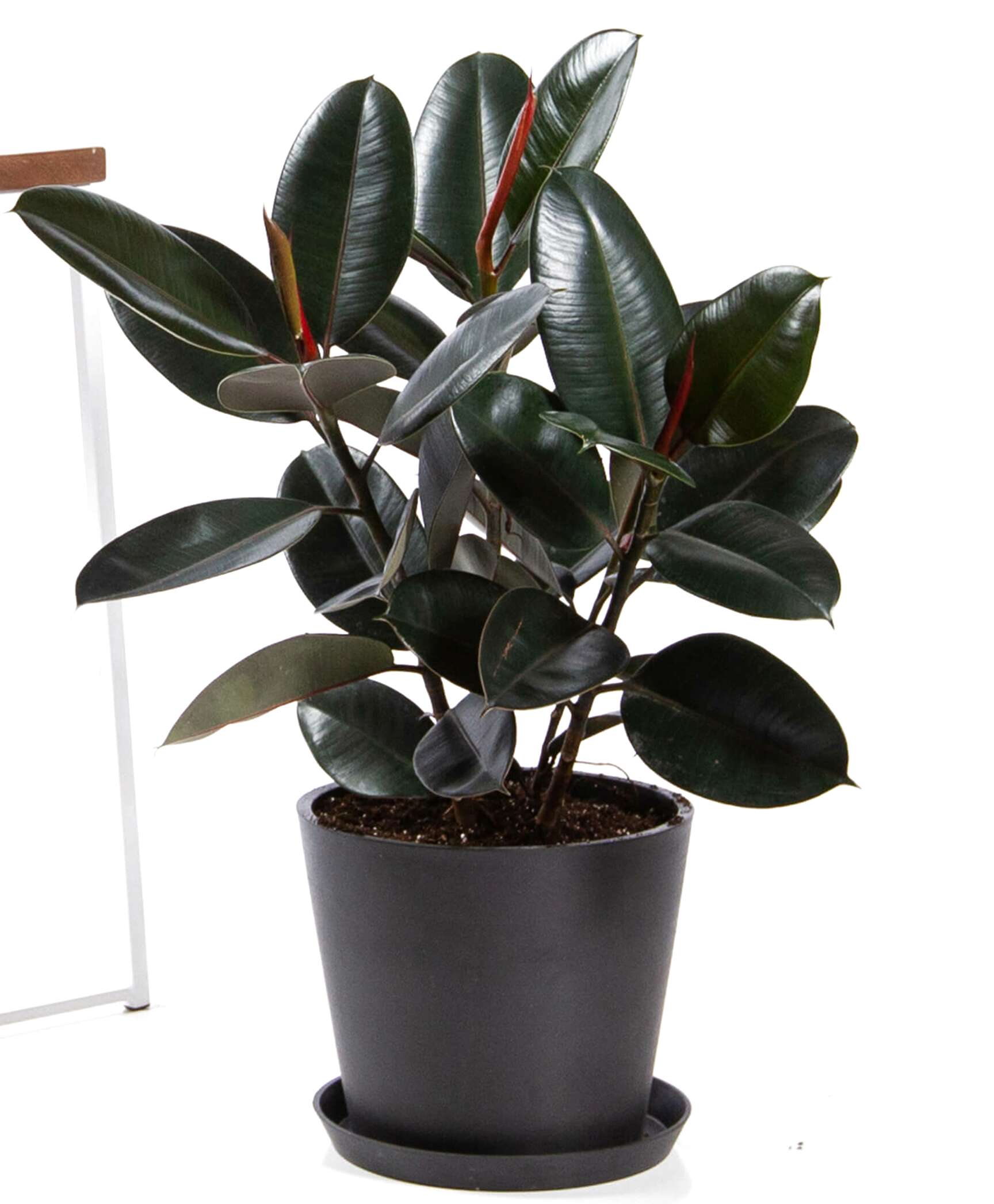 Rubber Plant for sale in UK | 79 used Rubber Plants