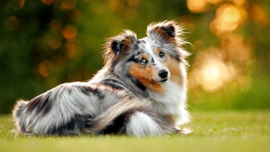 Miniature Collie for sale in UK | 62 used Miniature Collies