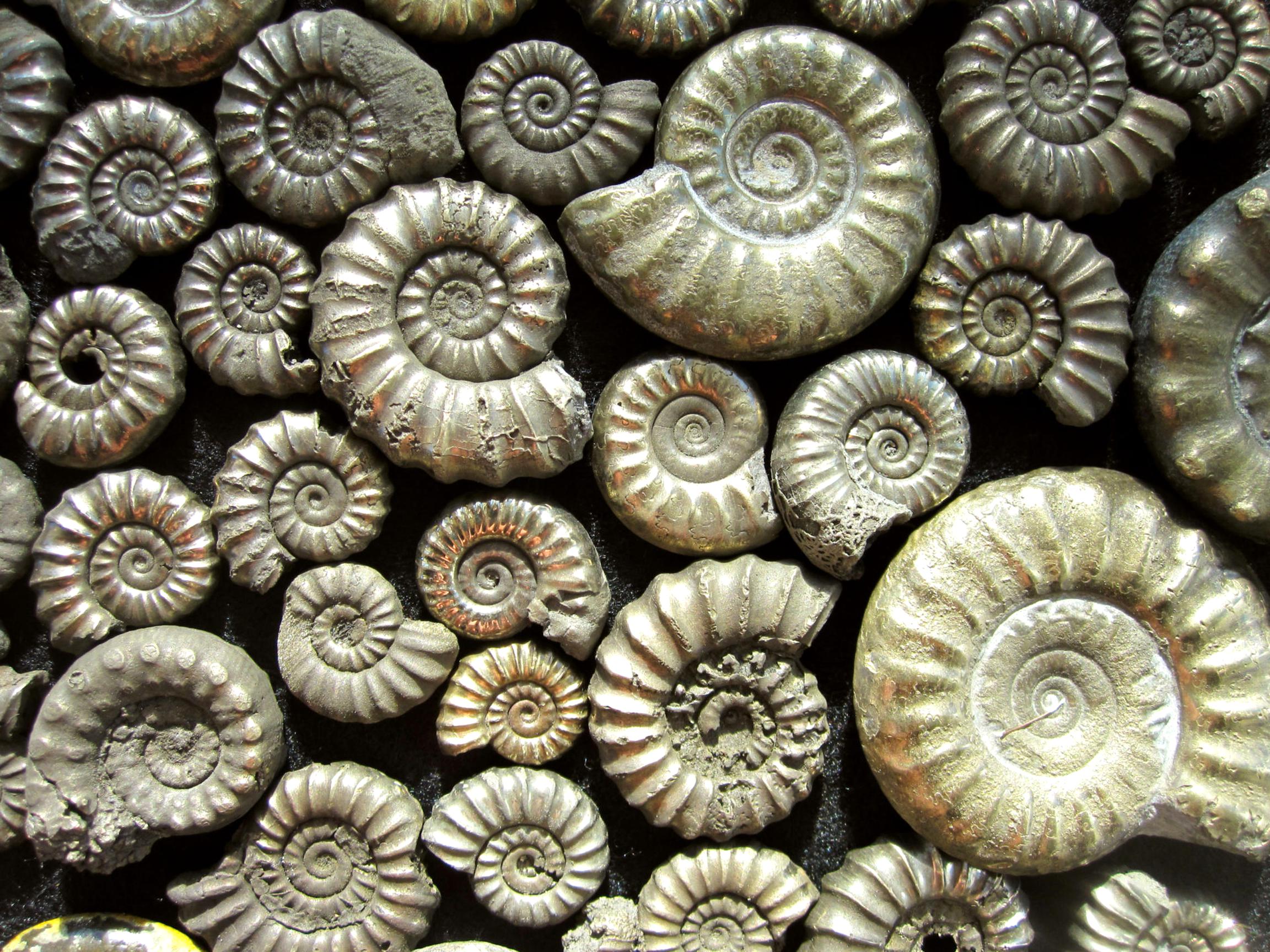 Jurassic Fossils for sale in UK | 60 used Jurassic Fossils