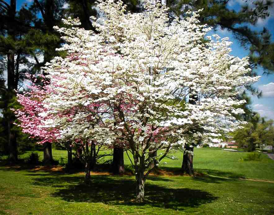 Dogwood Tree for sale in UK | 56 used Dogwood Trees