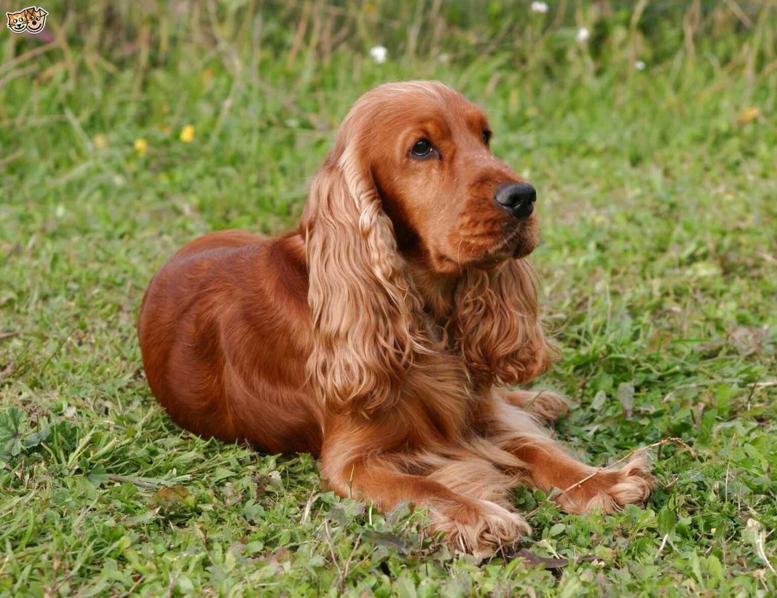 Spaniel for sale in UK | 98 used Spaniels