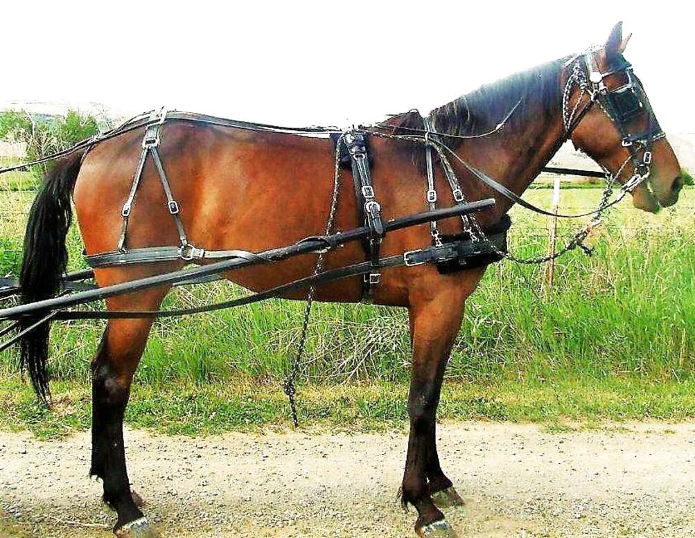 Horse Harness for sale in UK 70 used Horse Harness