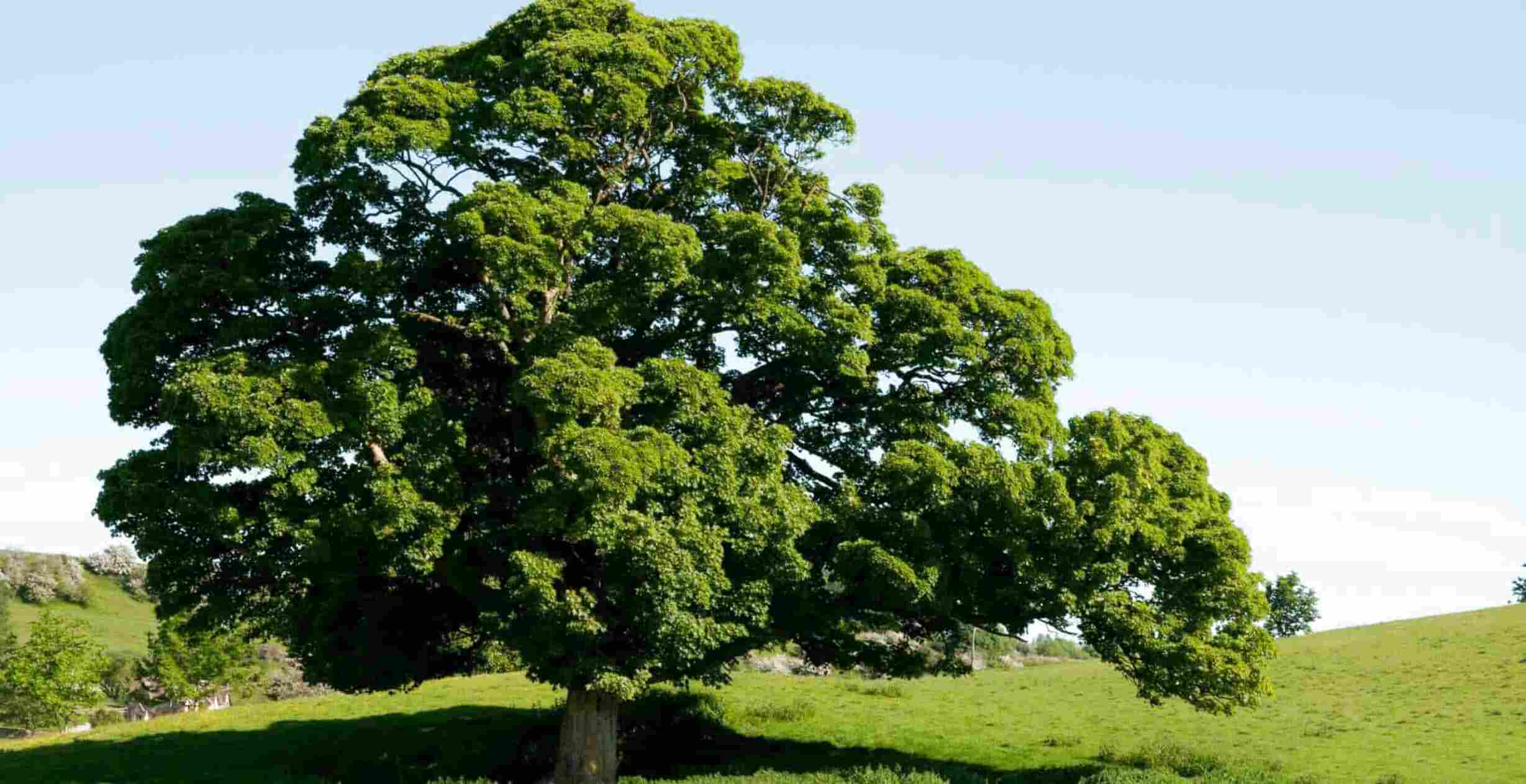 English Oak Tree for sale in UK | 47 used English Oak Trees