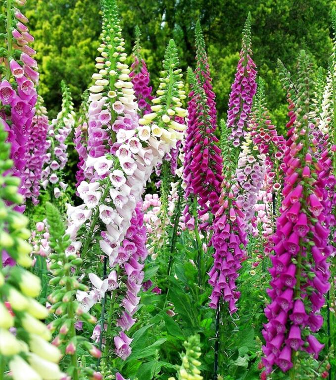 Foxgloves for sale in UK | 65 used Foxgloves