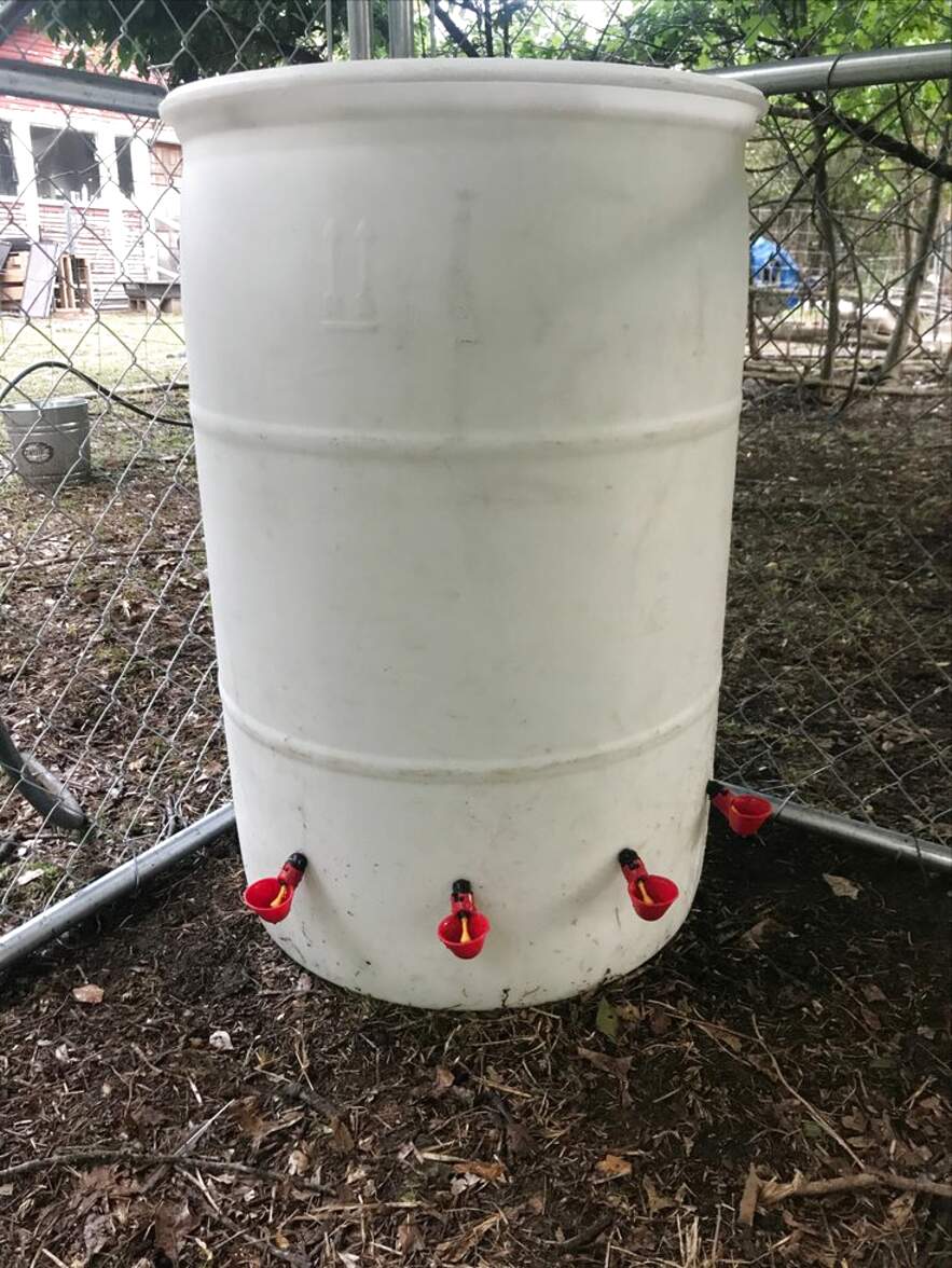 large chicken water feeder