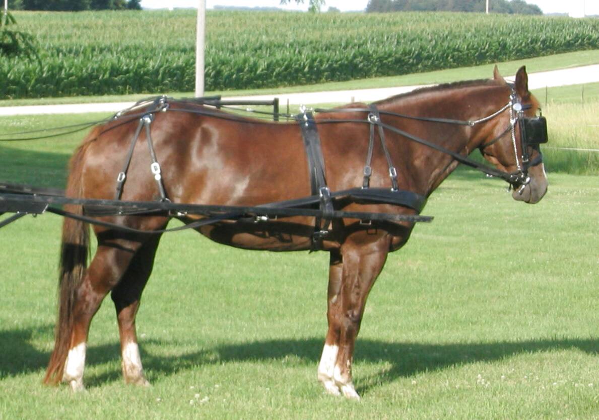 Horse Driving Harness for sale in UK | 64 used Horse Driving Harness