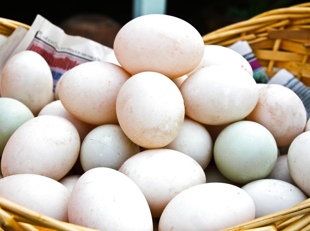 Duck Eggs For Sale In UK 91 Second Hand Duck Eggs   Fresh Duck Eggs Duck%2Beggs 