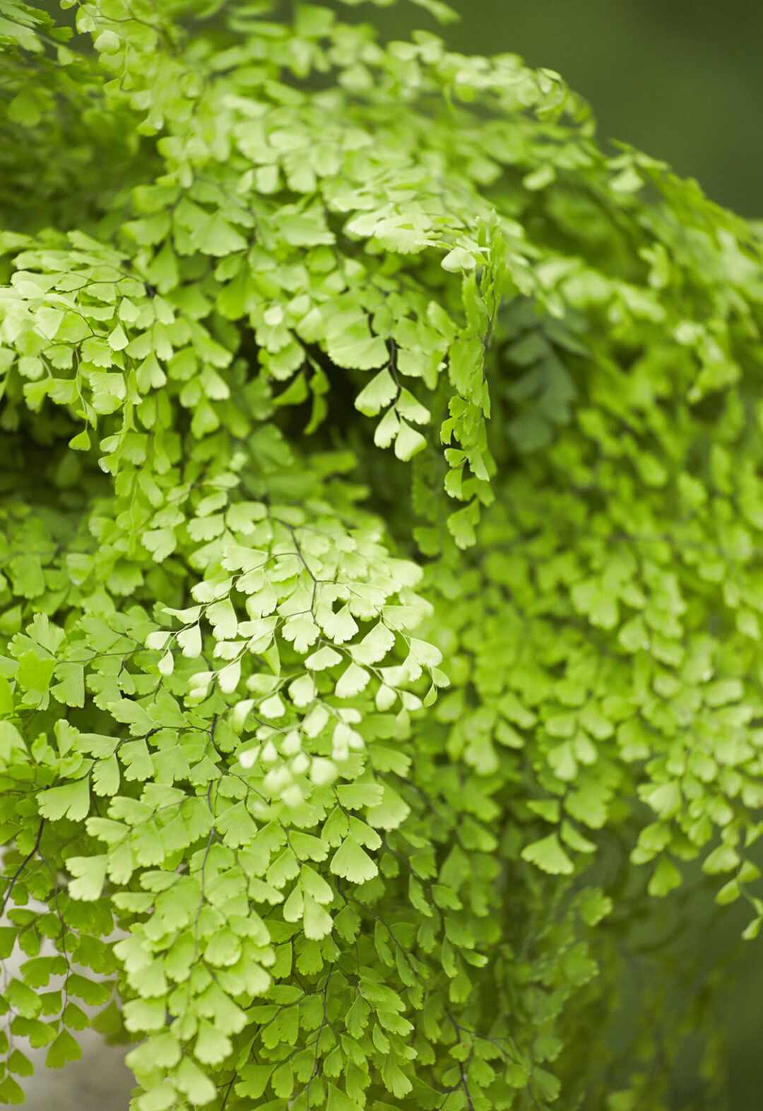 Maidenhair for sale in UK | 48 used Maidenhairs