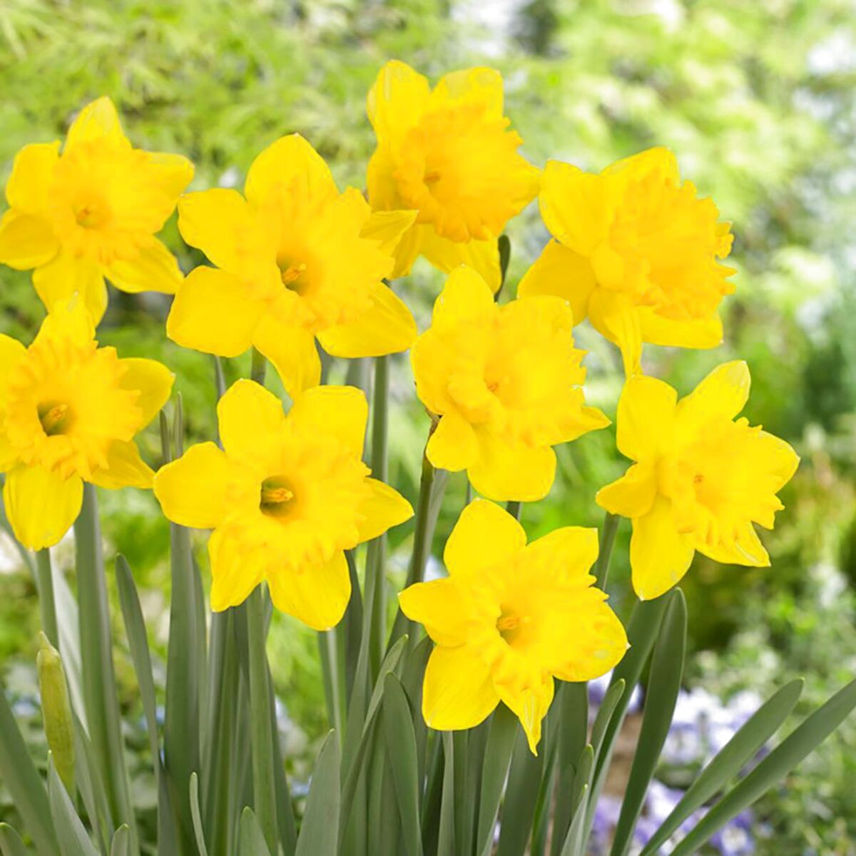 Daffodil Bulbs for sale in UK | 66 used Daffodil Bulbs