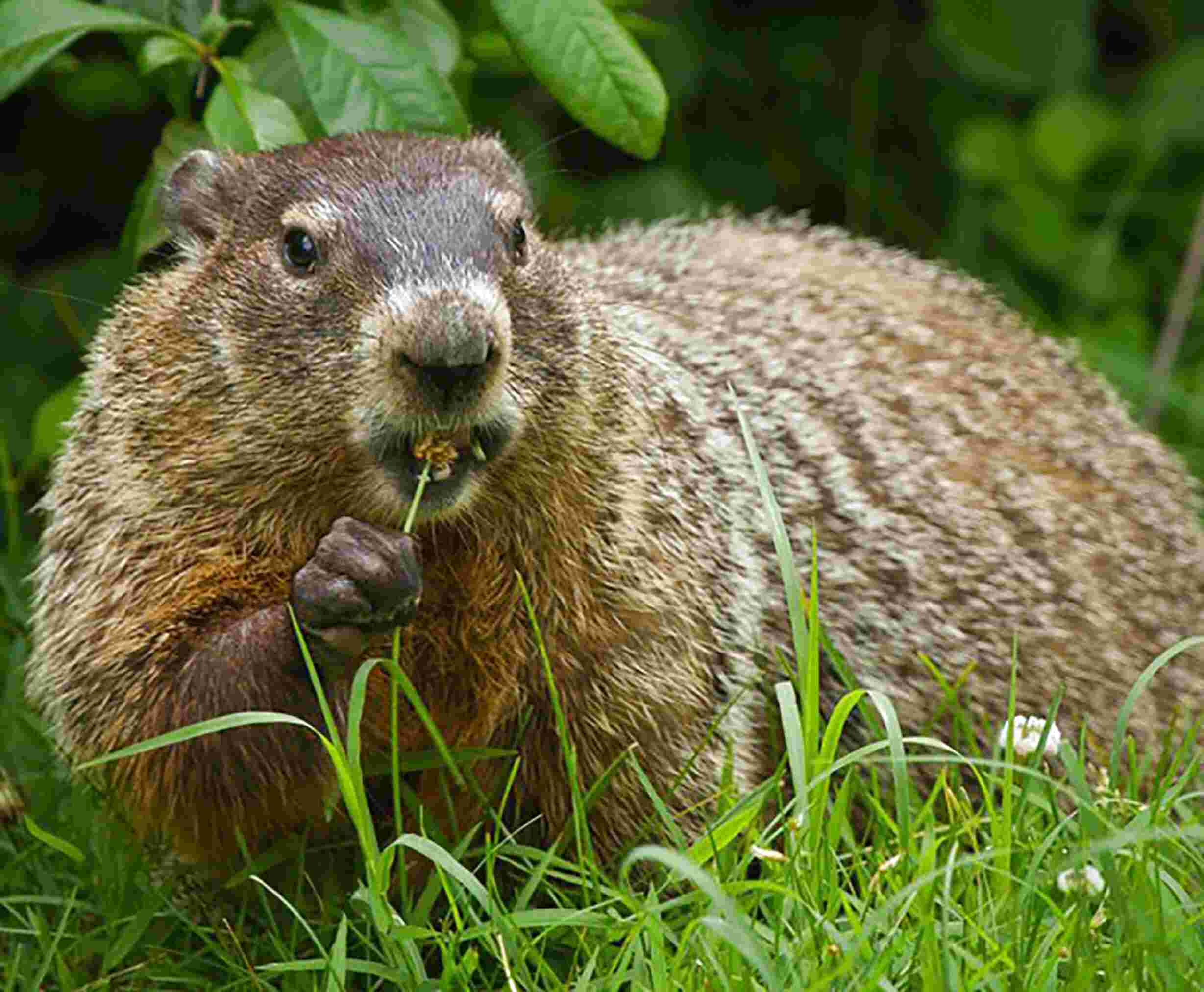 Groundhogs for sale in UK | 66 used Groundhogs