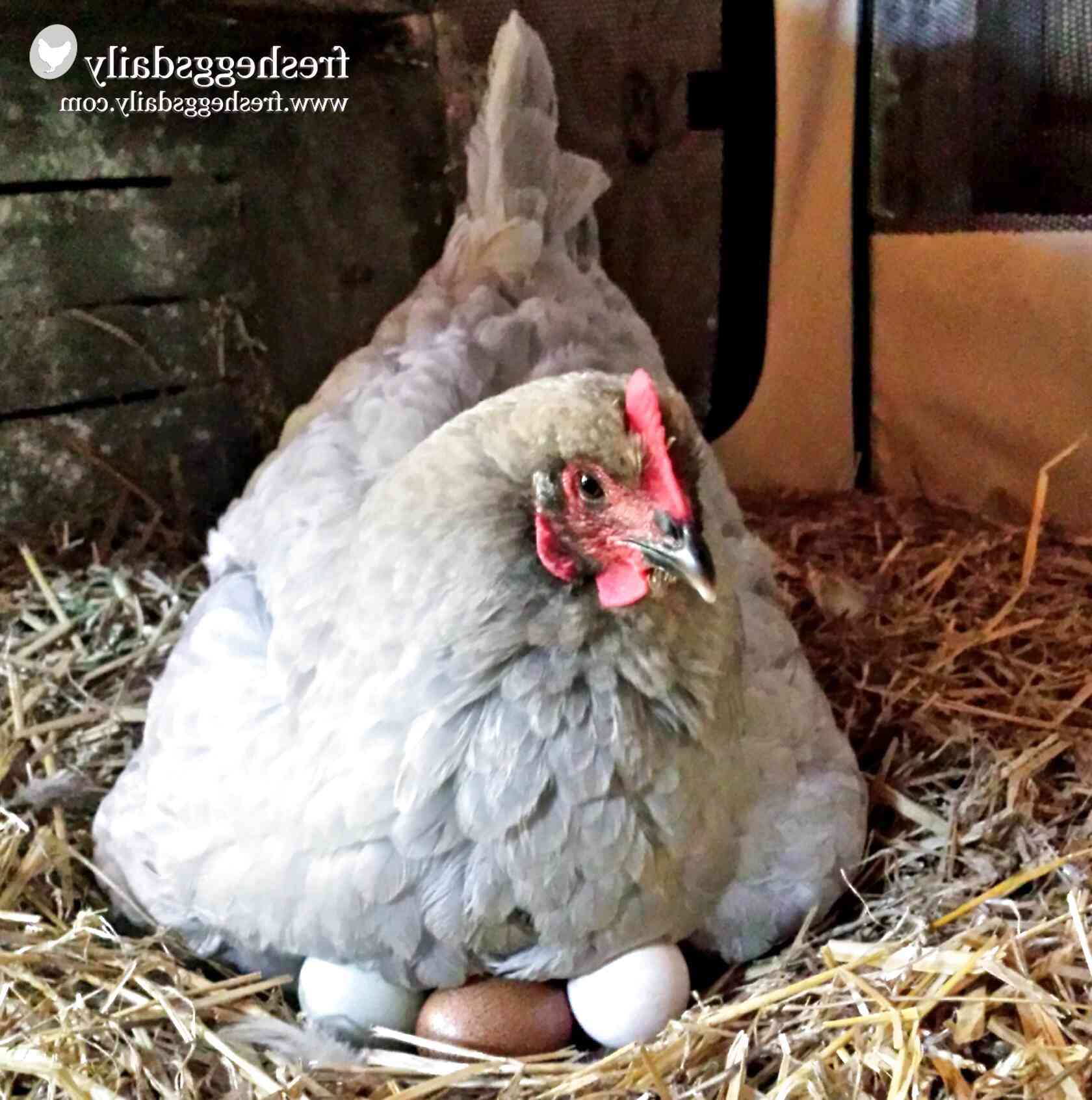 hen hatching