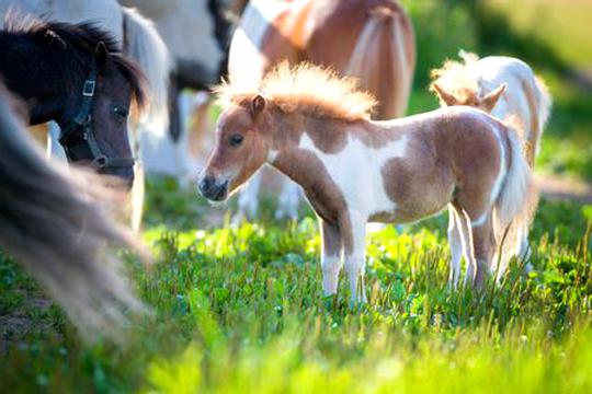 Miniature Horse for sale in UK | 77 used Miniature Horses