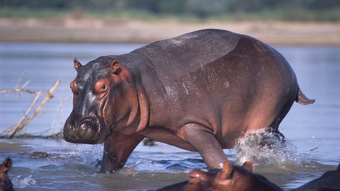 Hippos for sale in UK | 81 used Hippos