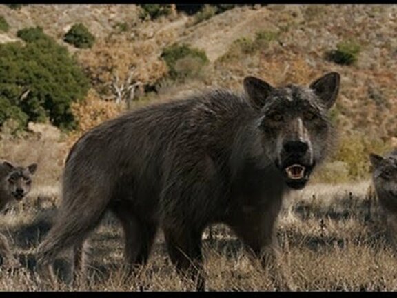 Dire Wolf for sale in UK | 57 used Dire Wolfs