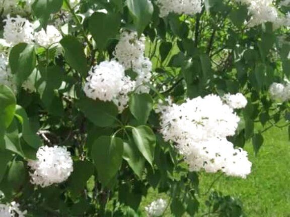 White Lilac Tree for sale in UK | 58 used White Lilac Trees