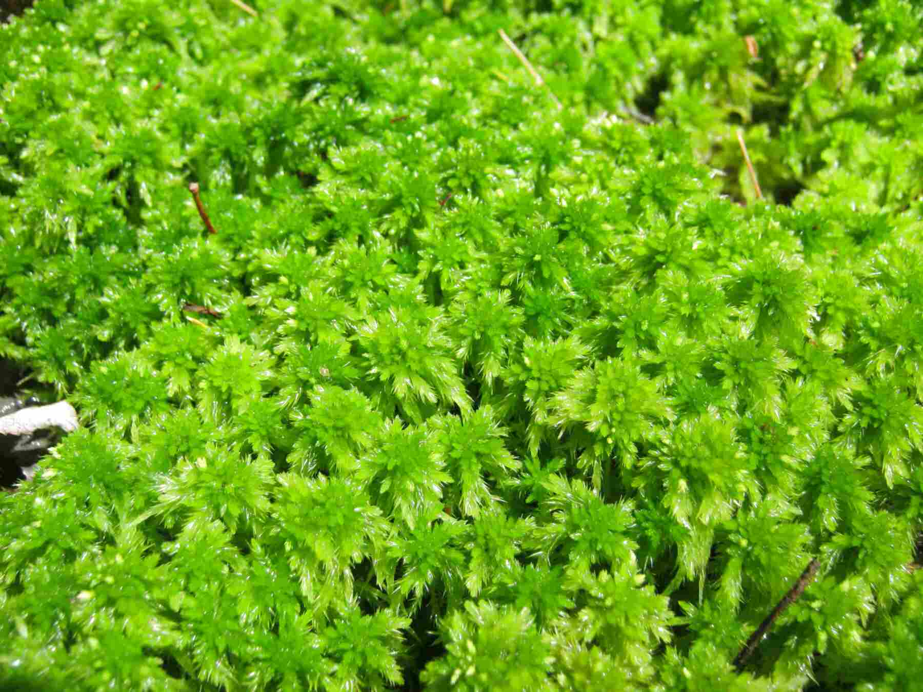 download sphagnum moss