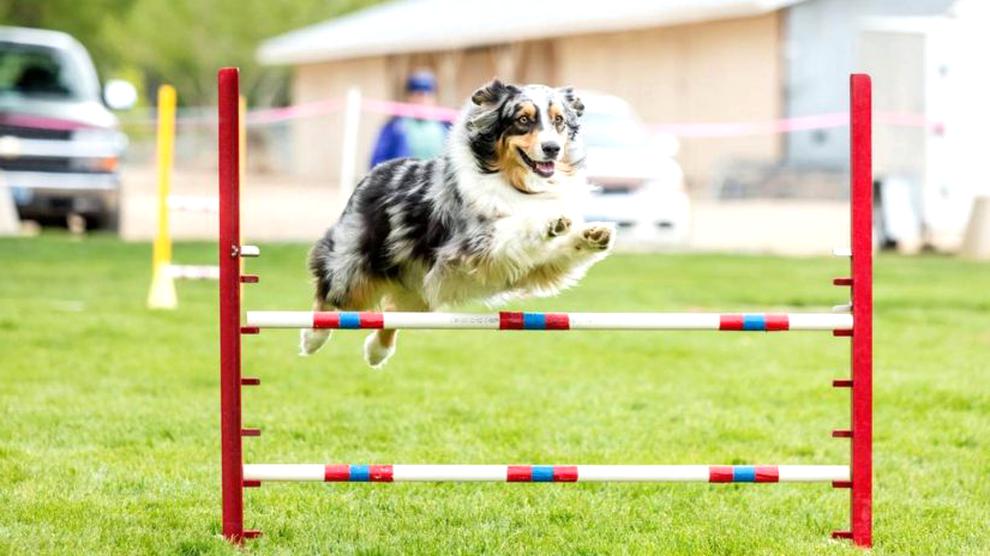 Dog Agility for sale in UK | 77 used Dog Agilitys