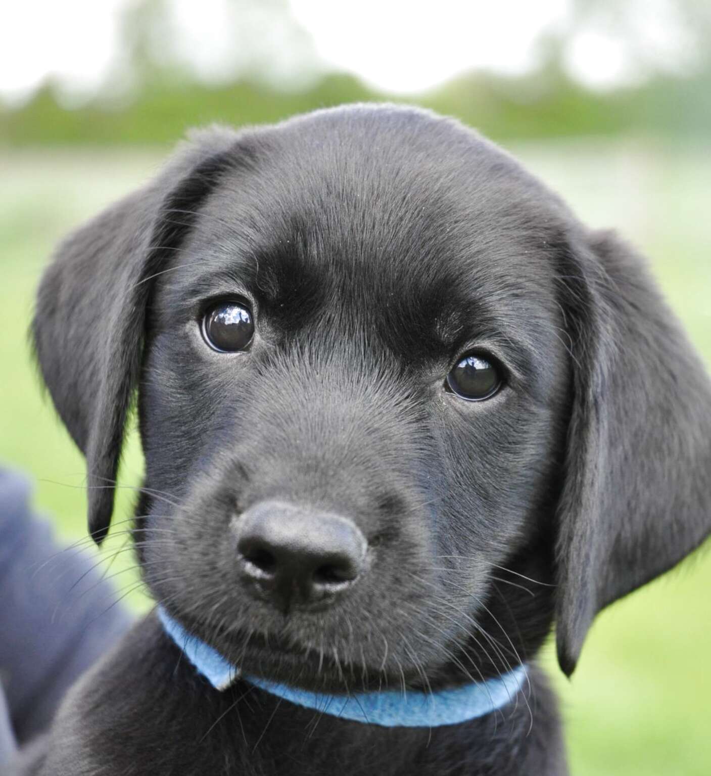 Black Labrador Puppies for sale in UK | 91 used Black Labrador Puppies