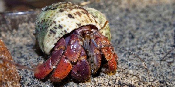 Land Hermit Crab for sale in UK | 25 used Land Hermit Crabs