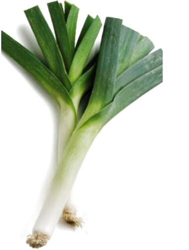 Leek Plants for sale in UK | 55 used Leek Plants