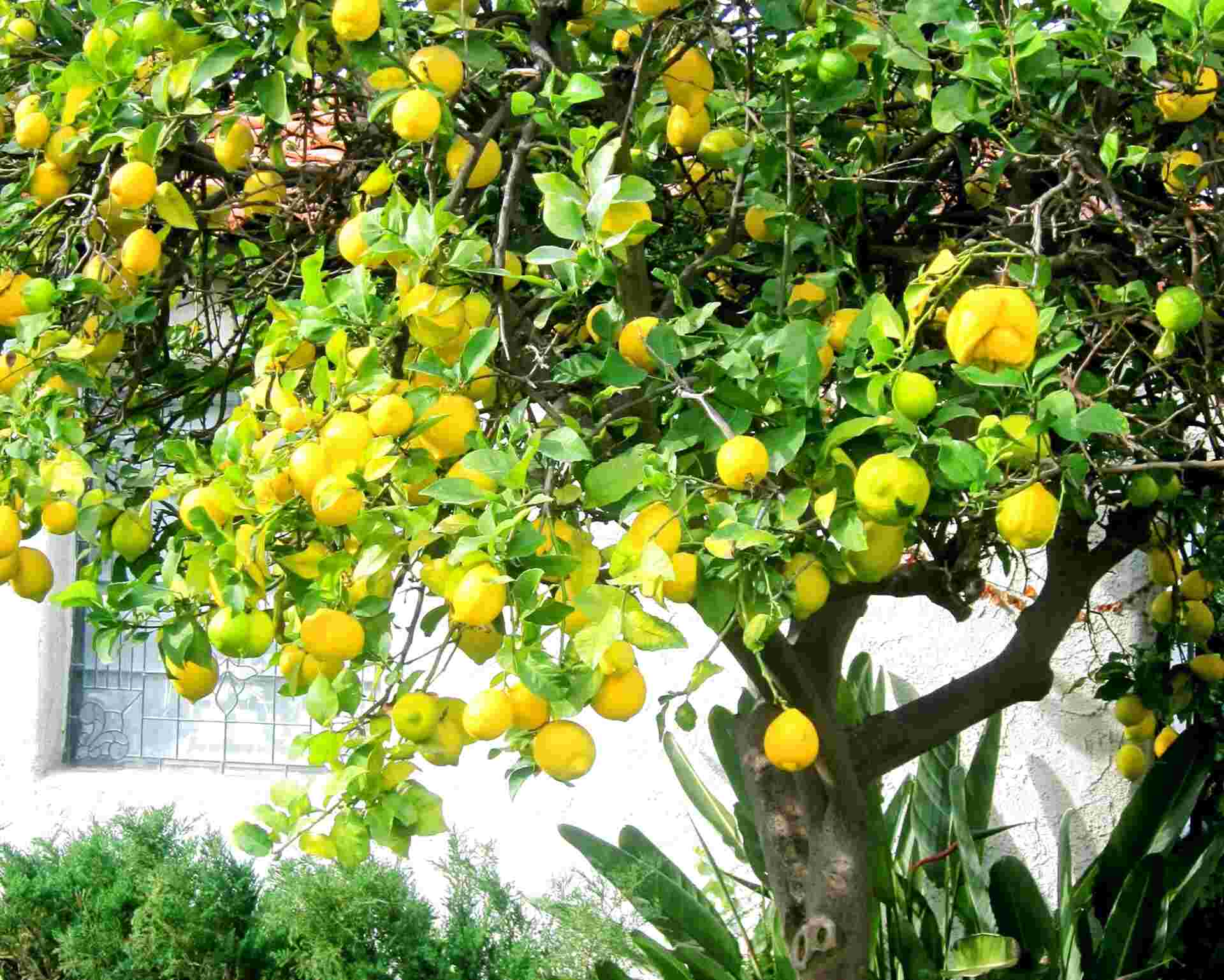 lemon-tree-for-sale-in-uk-76-used-lemon-trees