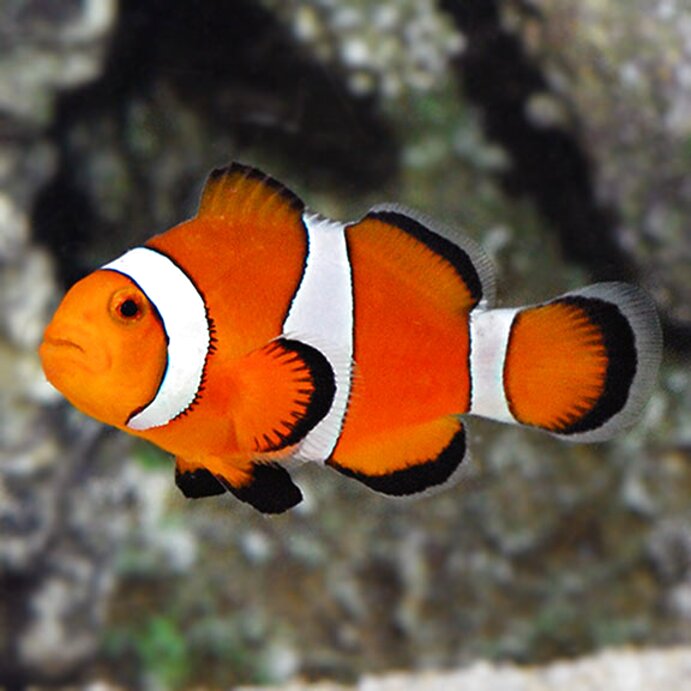 clownfish for sale