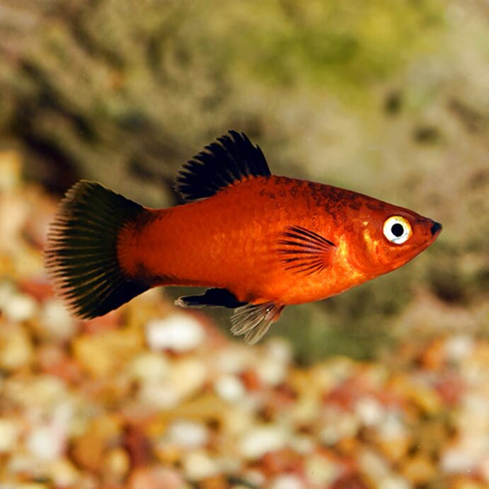 Platy for sale in UK | 62 used Platys