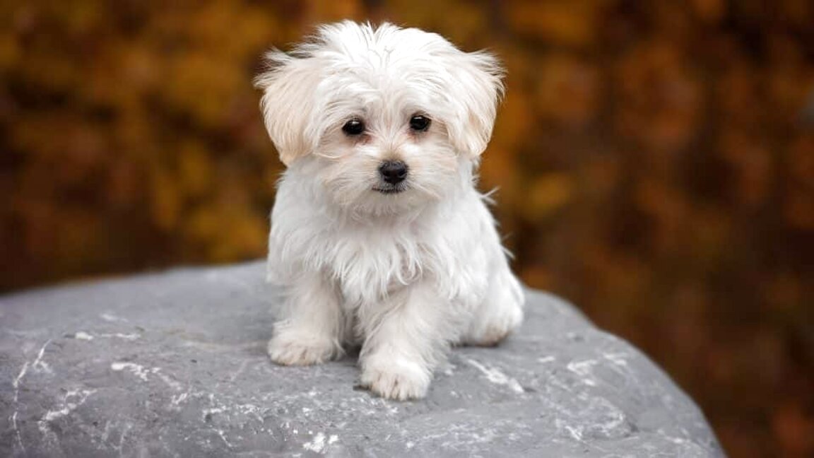 Maltese Puppies for sale in UK | 95 used Maltese Puppies