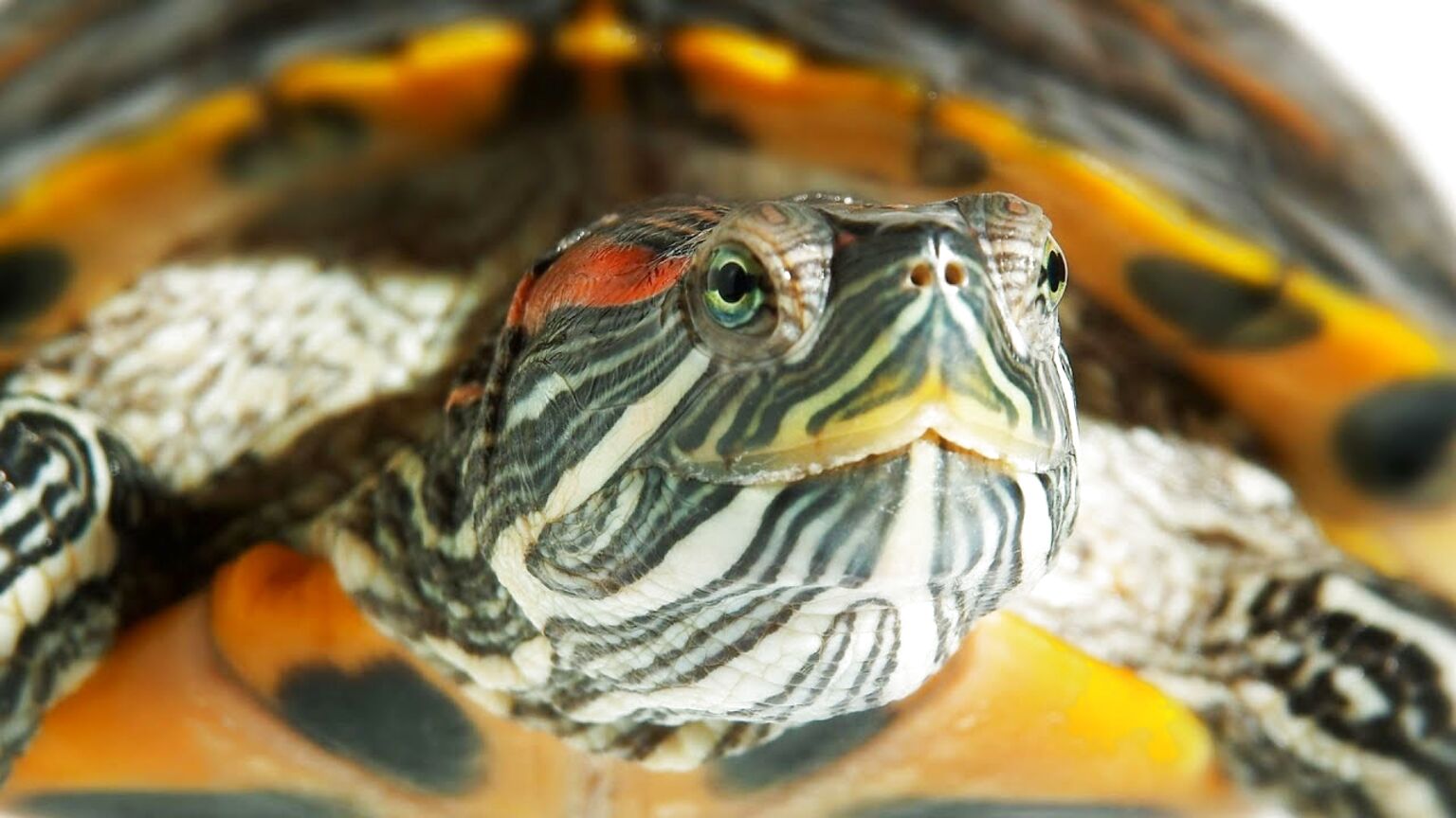 Aquatic Turtles for sale in UK | 69 used Aquatic Turtles