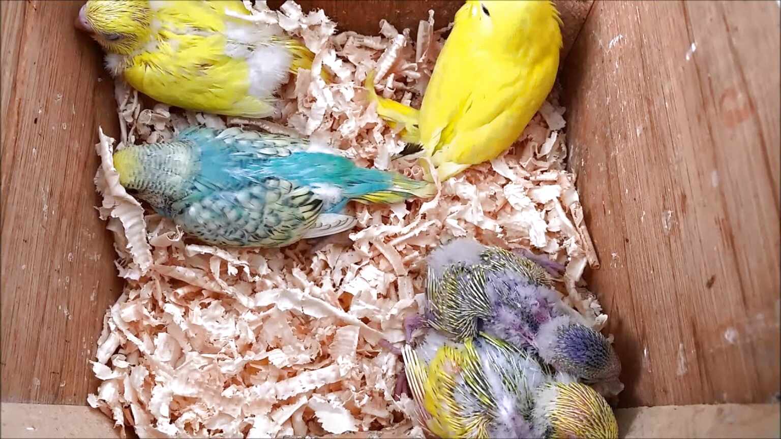 Breeding Budgies for sale in UK | 51 used Breeding Budgies