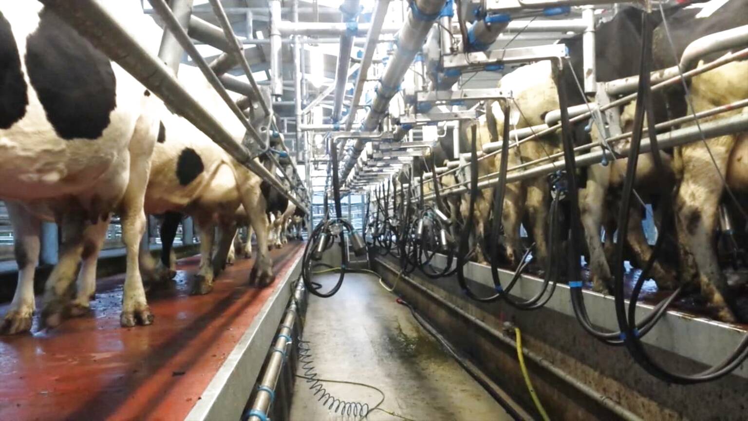 Milking Parlour for sale in UK | 58 used Milking Parlours