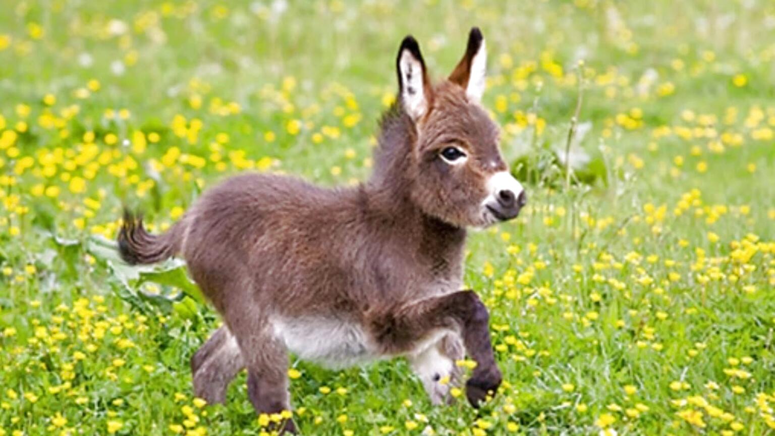 Pet Donkey for sale in UK | 53 used Pet Donkeys