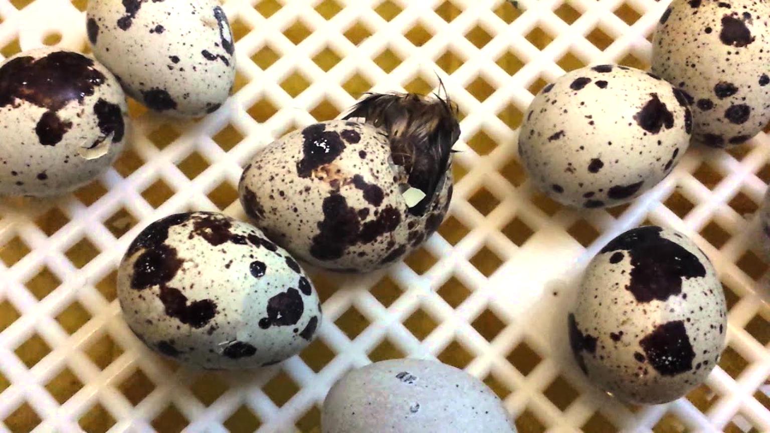 incubating quail eggs