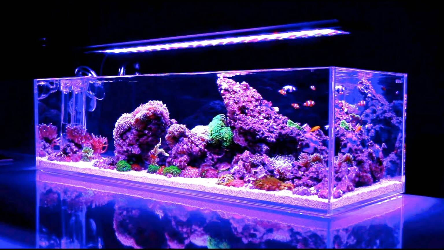 Maxresdefault Reef%2Baquarium 