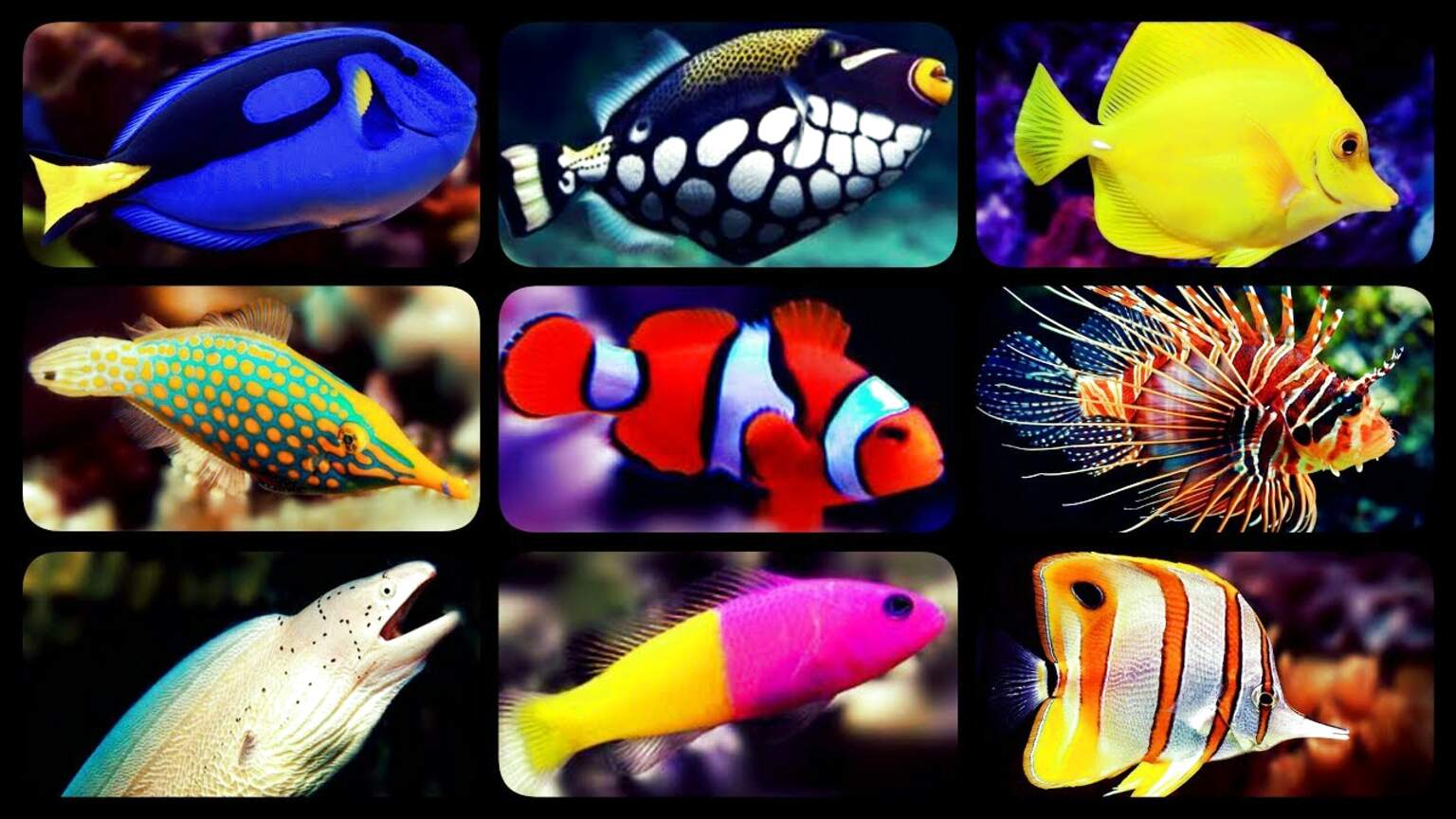 Saltwater Fish for sale in UK | 66 used Saltwater Fishs