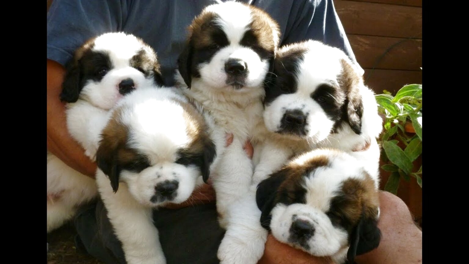 St Bernard Puppies for sale in UK | 60 used St Bernard Puppies