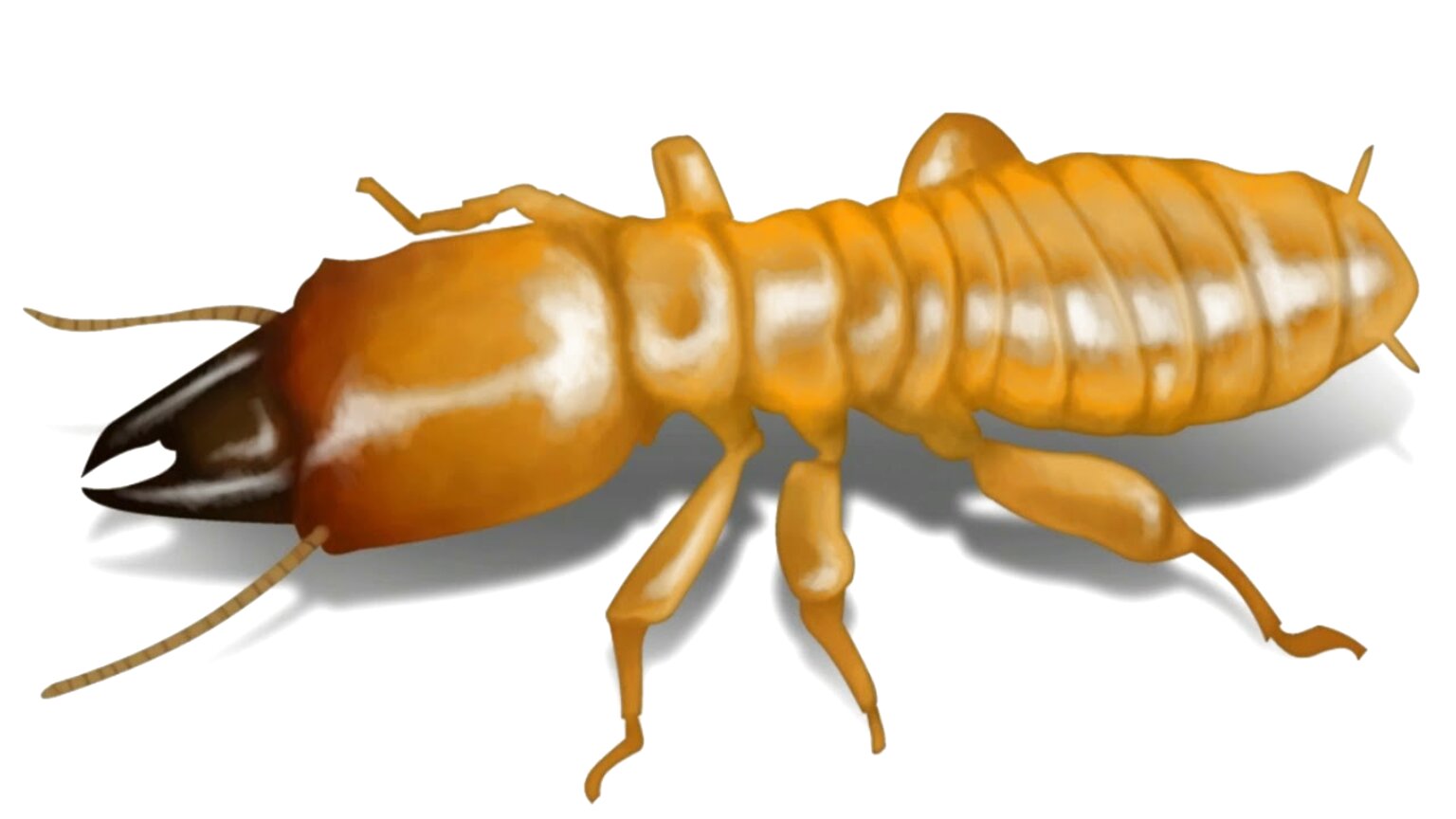 Termite for sale in UK | 59 used Termites