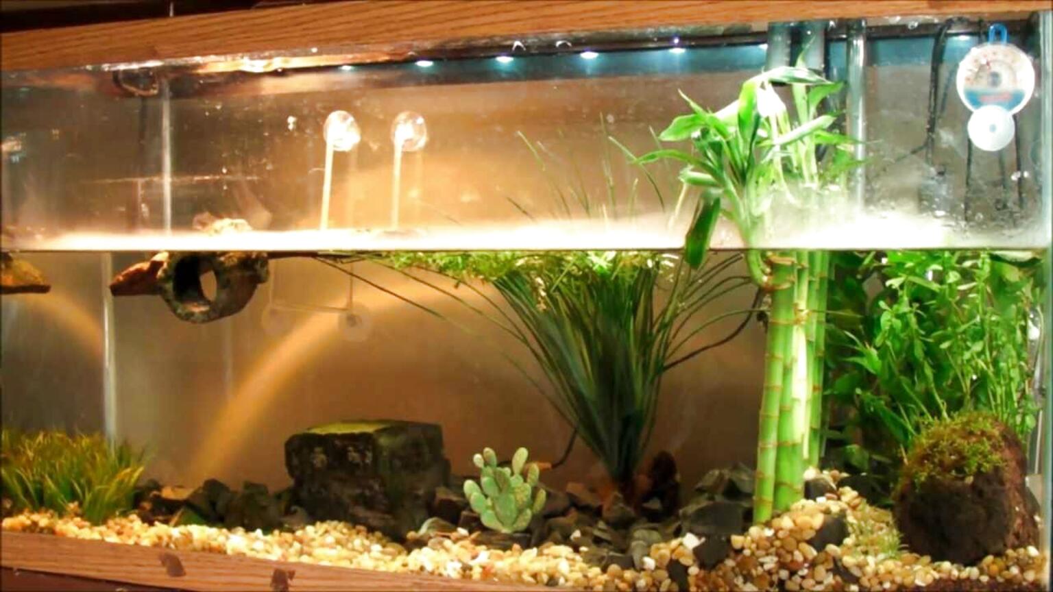 Turtle Aquarium For Sale In Uk 