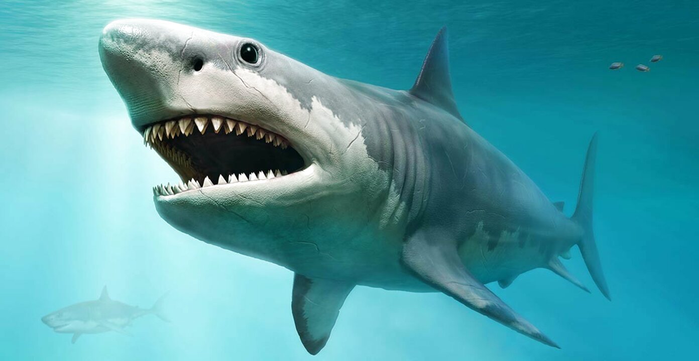 Megalodon Shark for sale in UK | 50 used Megalodon Sharks