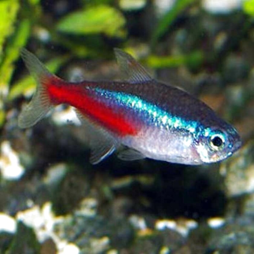 neon and ember tetras for sale