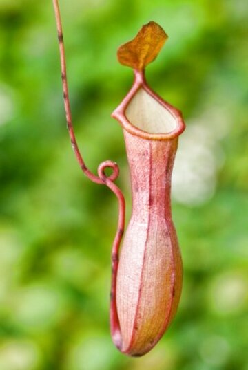 Carnivorous Plants for sale in UK | 61 used Carnivorous Plants