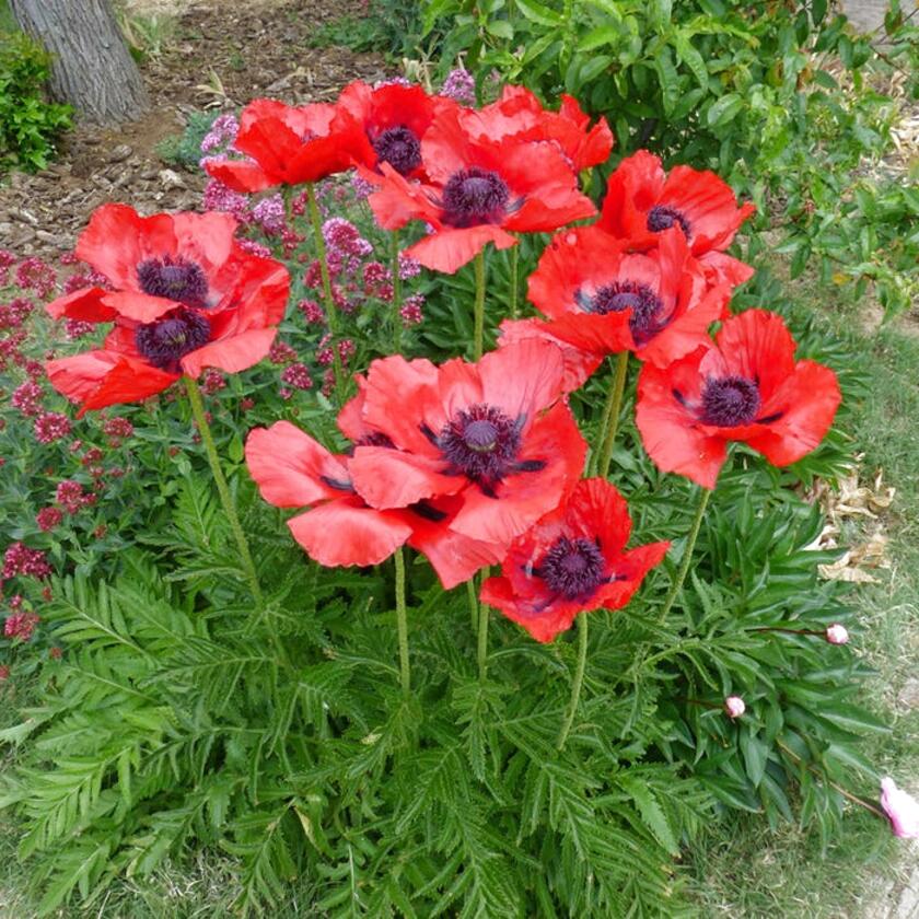 Papaver Plants for sale in UK | 60 used Papaver Plants