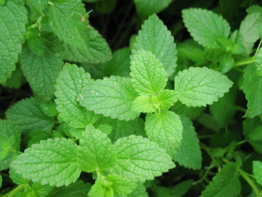 Peppermint Plant for sale in UK | 61 used Peppermint Plants