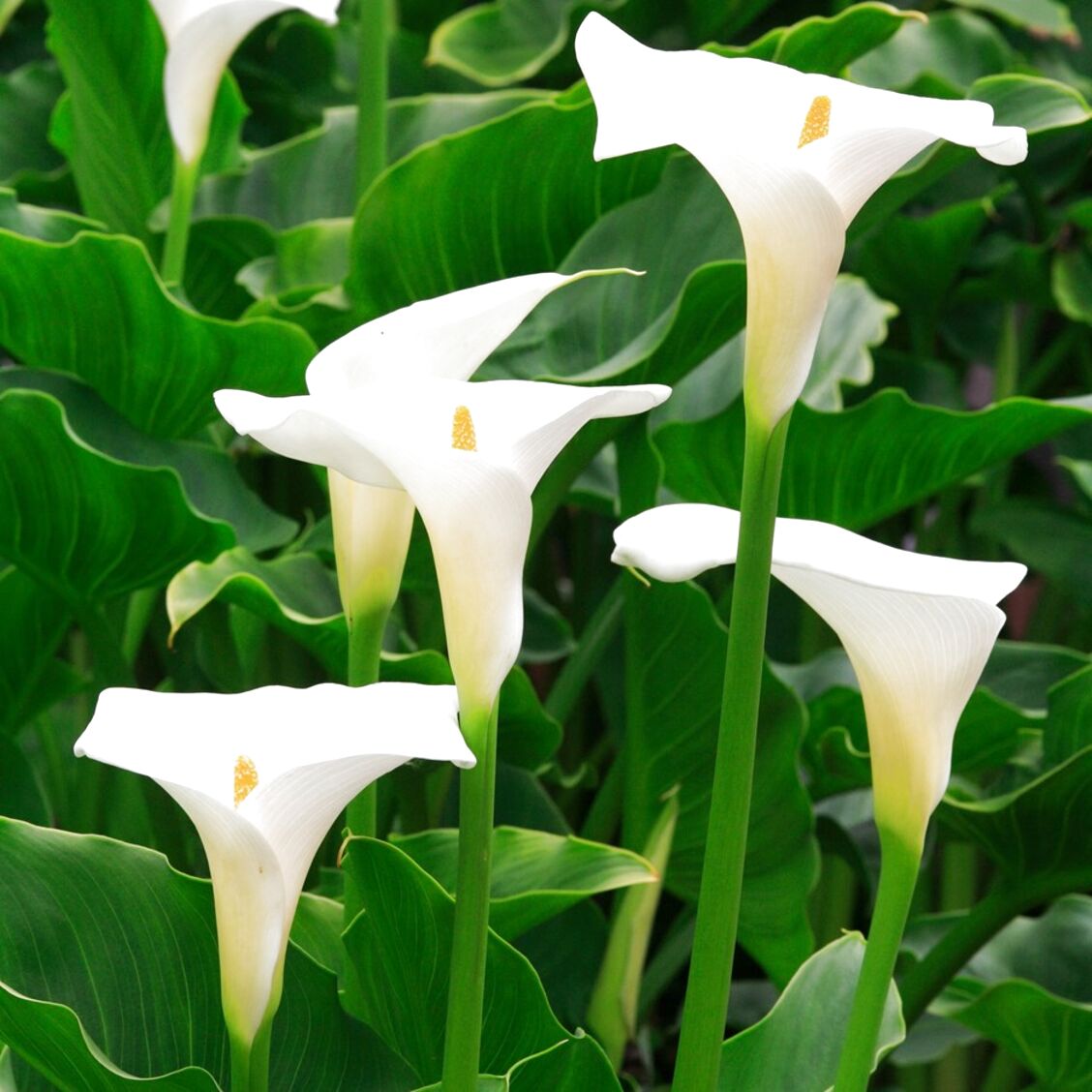 Arum Lilies for sale in UK | 70 used Arum Lilies