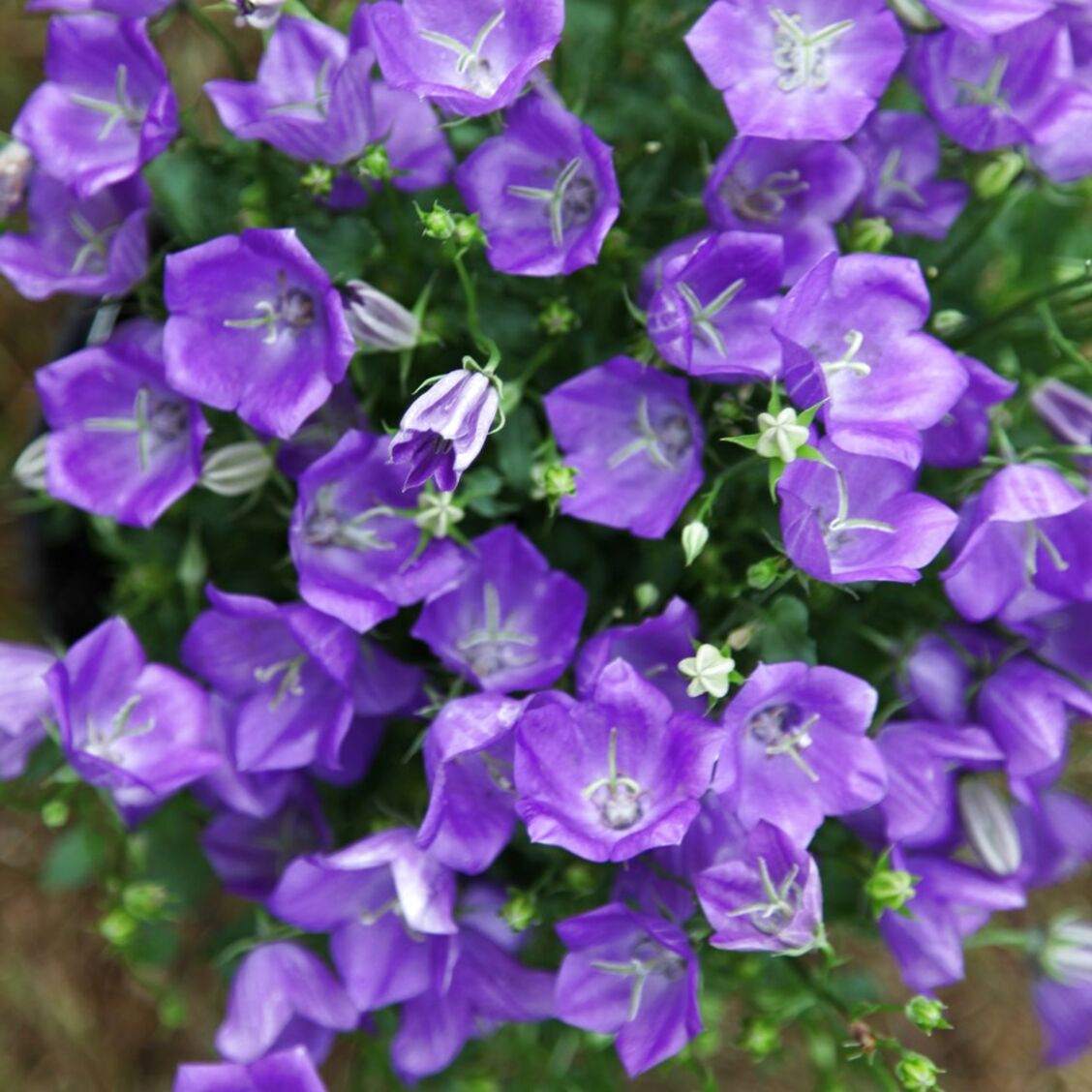 Campanula for sale in UK | 63 used Campanulas